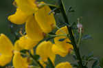 Scotch broom